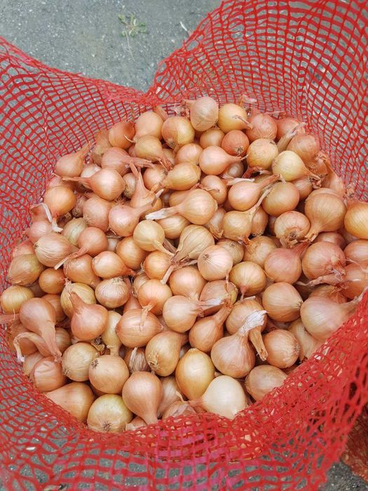 Арпаджик и Балучка