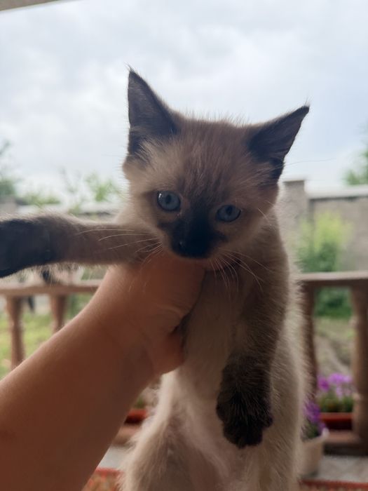 Котята 3-х месячные мальчики