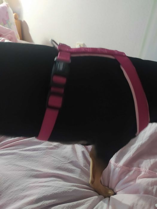 Нагръдник за куче