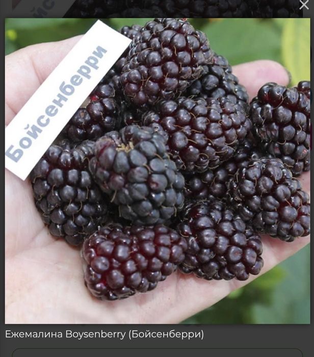 Продам саженцы ежемалины