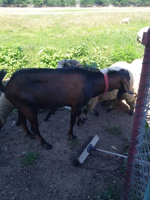 Țap anglonubian metis cu alpin francez