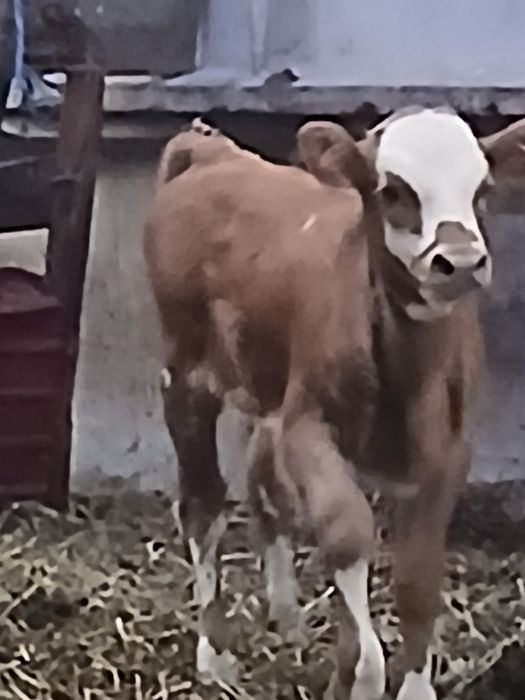 Vand vaca cu vitel