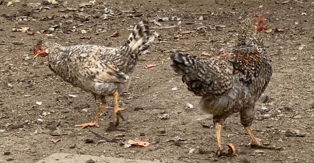 Петушки породы Легбар