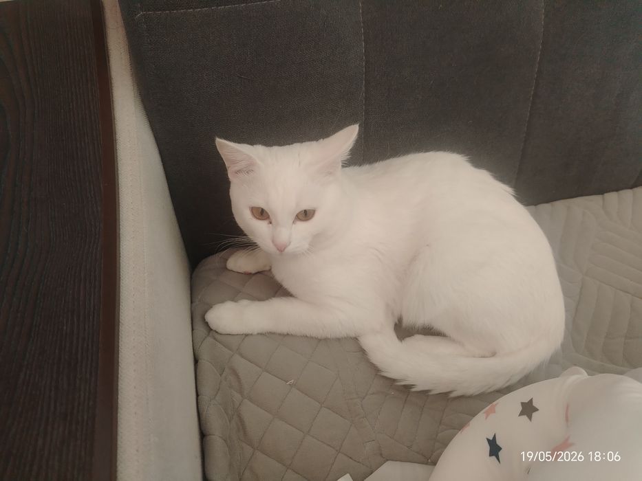 Отдам в хорошие руки кота