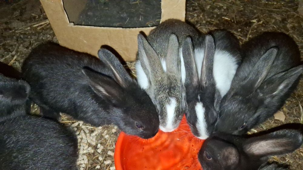 Продаются крольчата