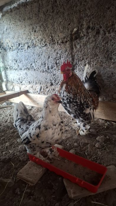 Карликовый алтайский бентамка