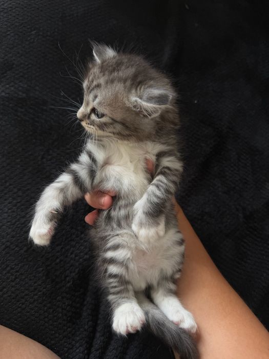 Продам шотладнских котят