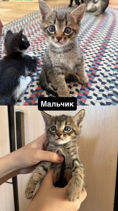 котята бесплатно