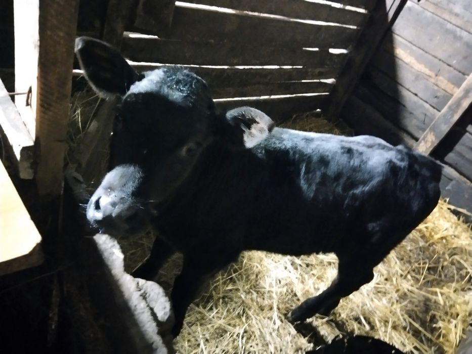 Продам тёлочку.17 апреля будет 2 месяца.