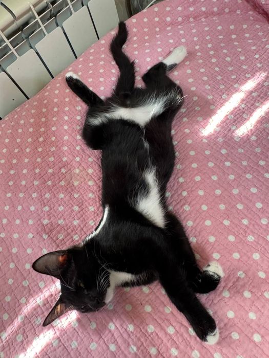 mushuk bor hadyaga yahshi qaredigan insonlarga beriladi