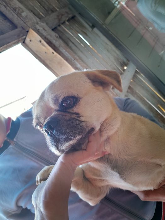 Мопс 1жаста есімі Бобик