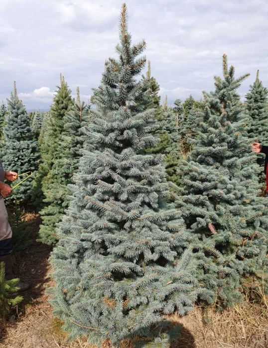 brazi argintii si normandian diferite dimensiuni pentru craciun