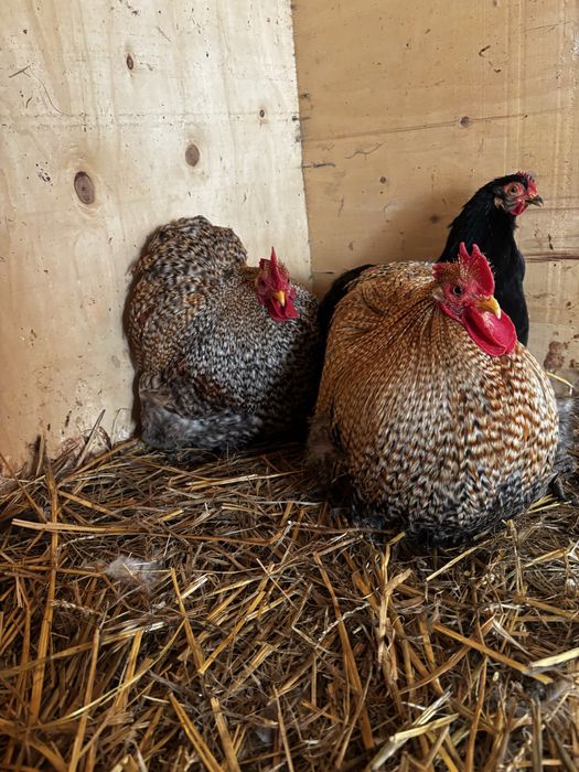 Cocosi cochinchina pitic