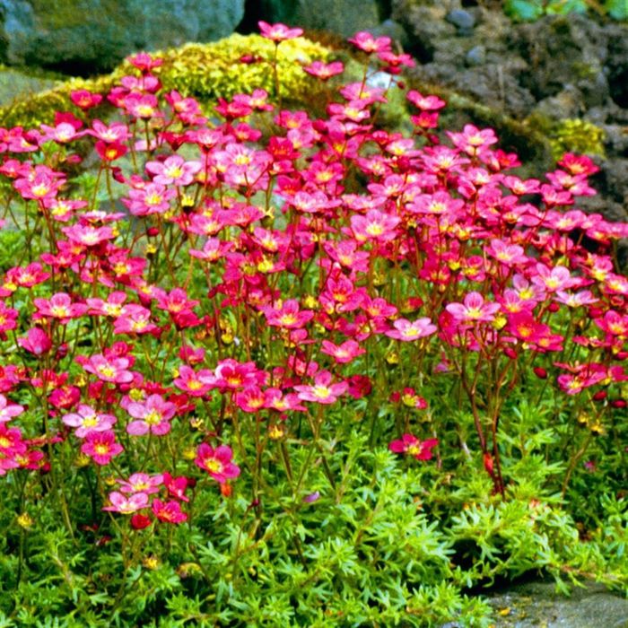 Саксифрага / каменоломка