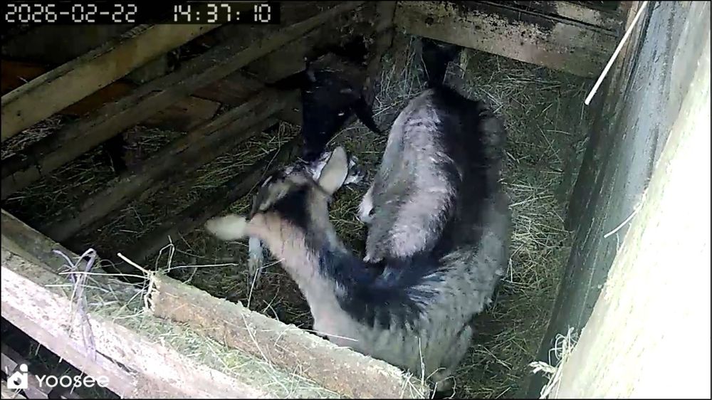 Vand capre cu cate un ied  pret 450 buc  cu tot cu ied