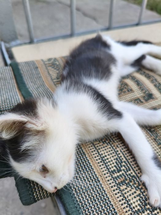 Mushukchalar bepulga