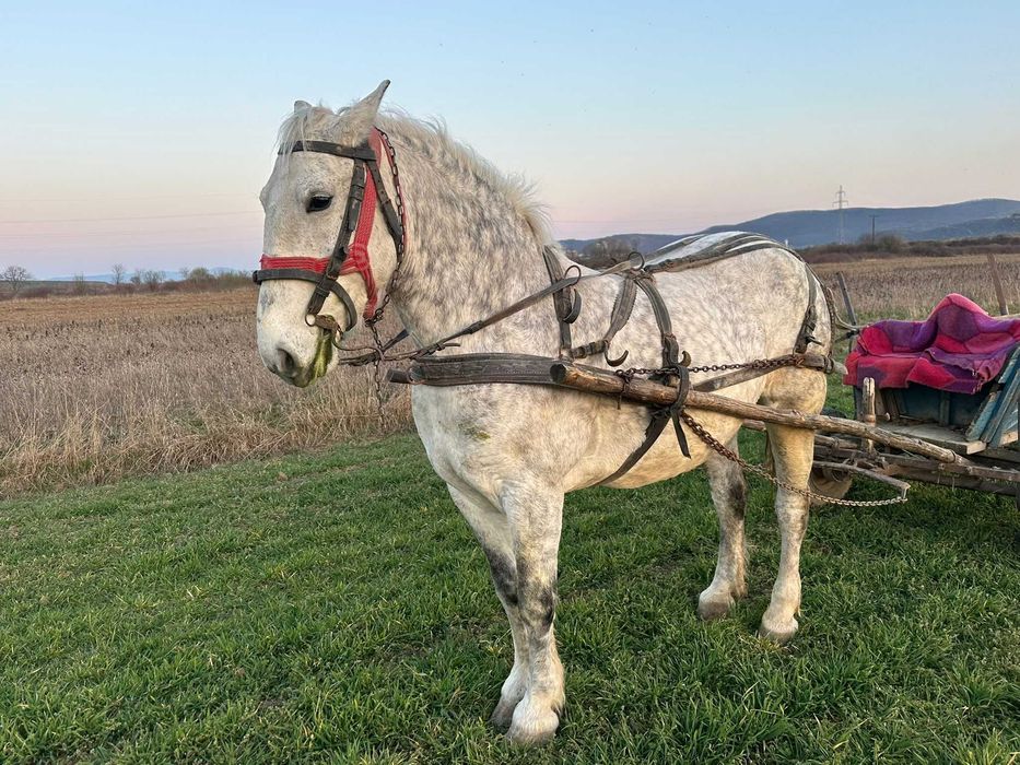 Vând iapă bună - 3000 euro