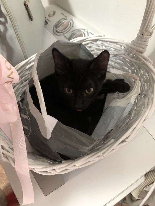 Котенок 4 месяца