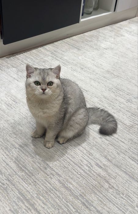 Кот, серебренная шиншилла.