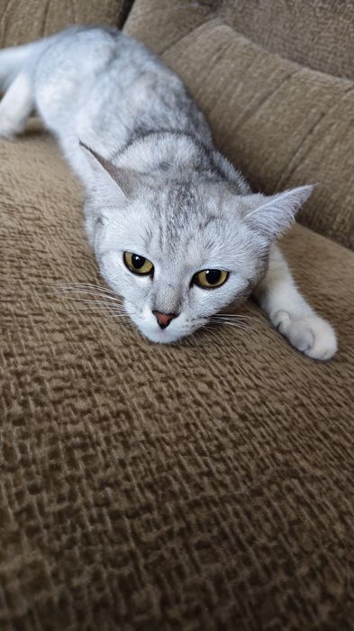 Вязка. Британка Скоттиш страйт