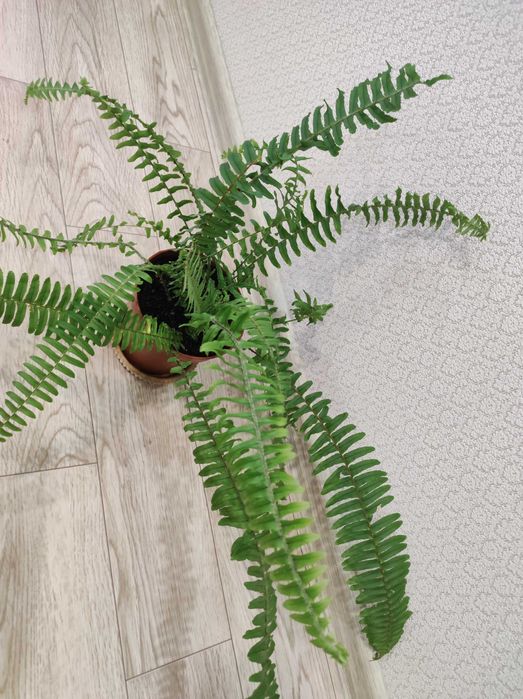 Продам комнатные цветы