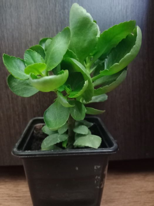 Коланхоэ цветущий