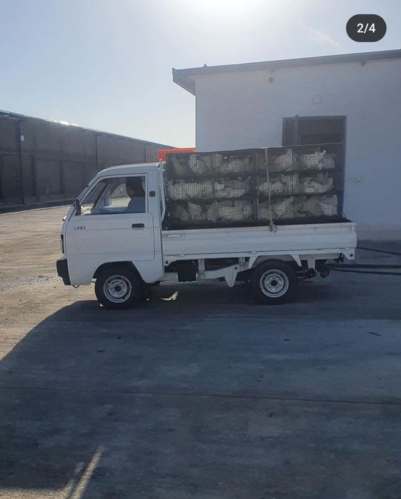 Tovuqlar sotiladi loman sendi