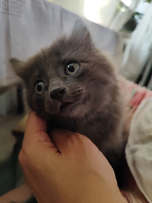 отдадим котенка в добрые руки
