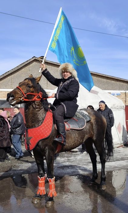 Айғыр сатылады немесе айырбас биелерге