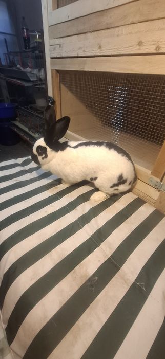 Iepurita Matura Fluture German Pestrit