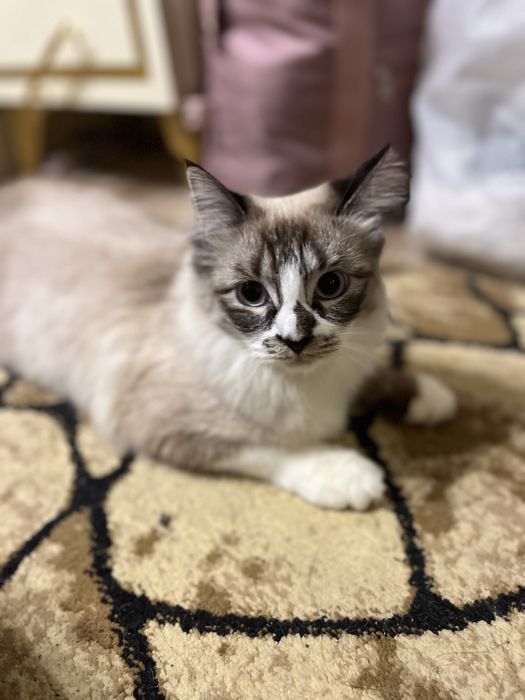 Кошку в добрые руки