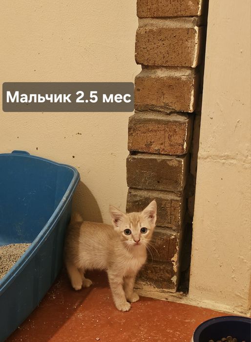 Кошечки метис британская, девочка, котята трёхцветка