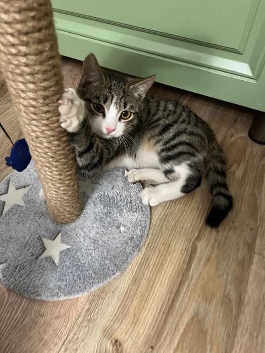 Котенок мальчик игривый 3 месяца