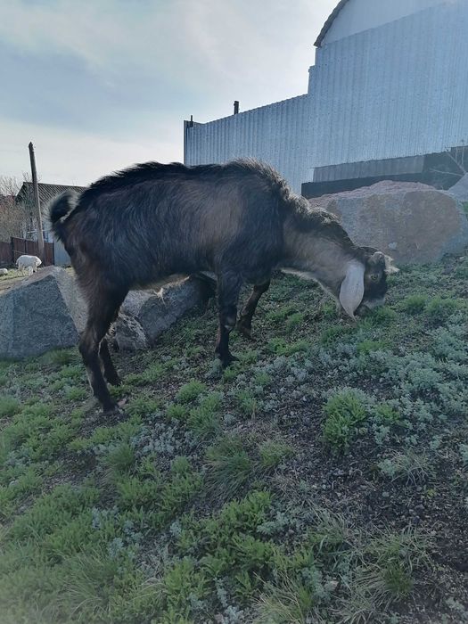 хороший добрый козел