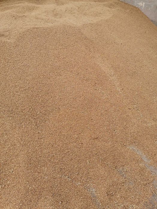 Vând grâu 2025 calitate