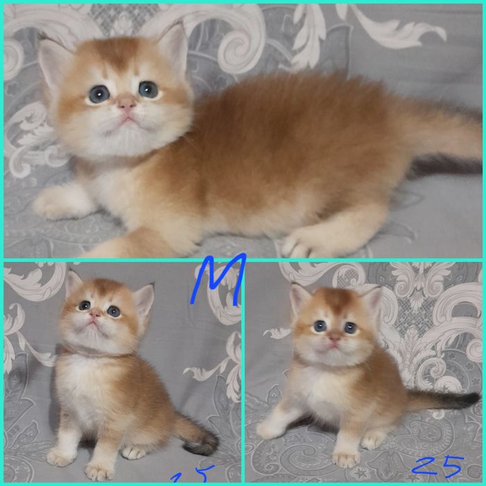 Продаются шикарные котята,золотая шиншилла..
