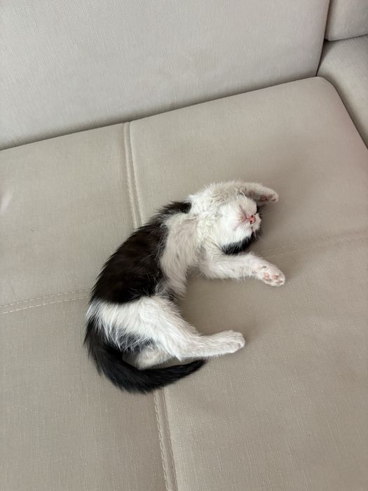 Котёнок бесплатно