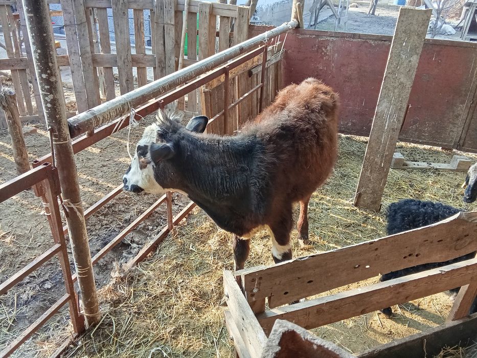 Продам два Теленка