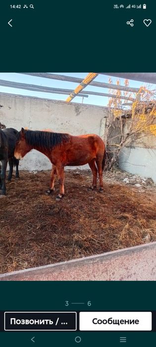 Продам танчиков