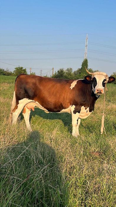 Vaci de vanzare 13 lei/kg -negociabil