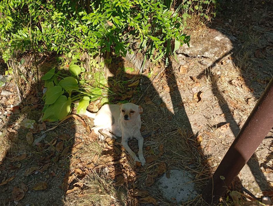 Căței adopție donatie