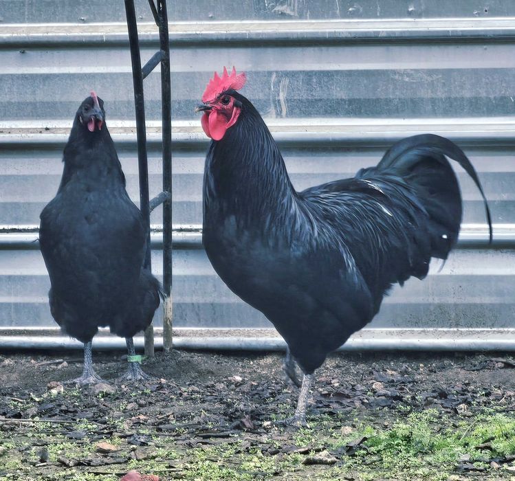 Черен австралорп (яйца за люпене)