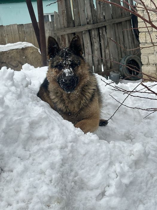 продажа или обмен