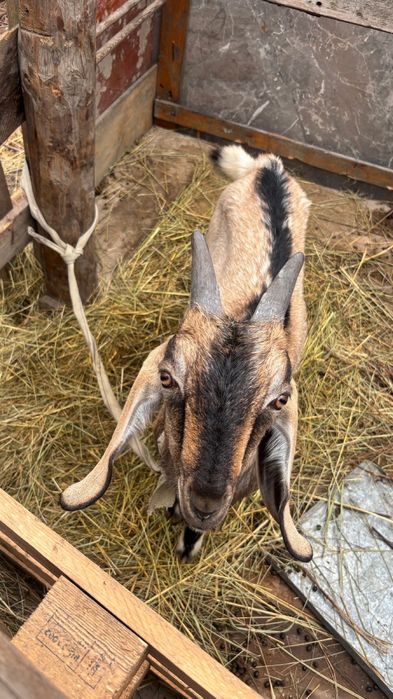 Ешкі козел город алматы