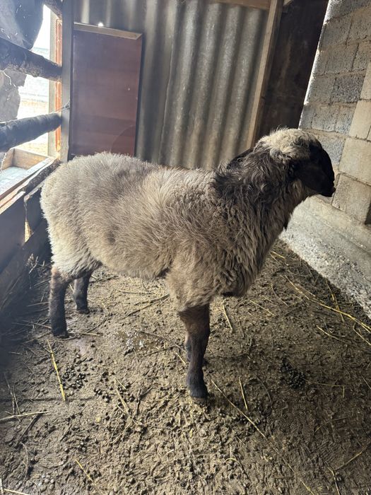 Тоқты тоқты қошқар