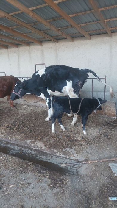 Она бола сигир бузокчаси эркак ангус биринчи корин зоти Голланд