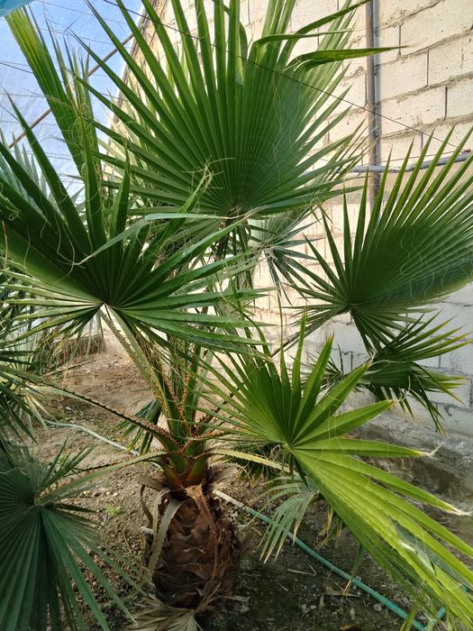 Нархини келишилган холда