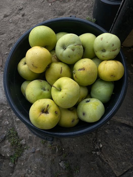 Продам яблоки сочные яблоки крупные