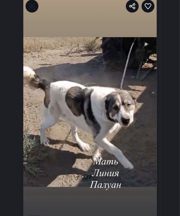 Алабай мальчик 3 месяца