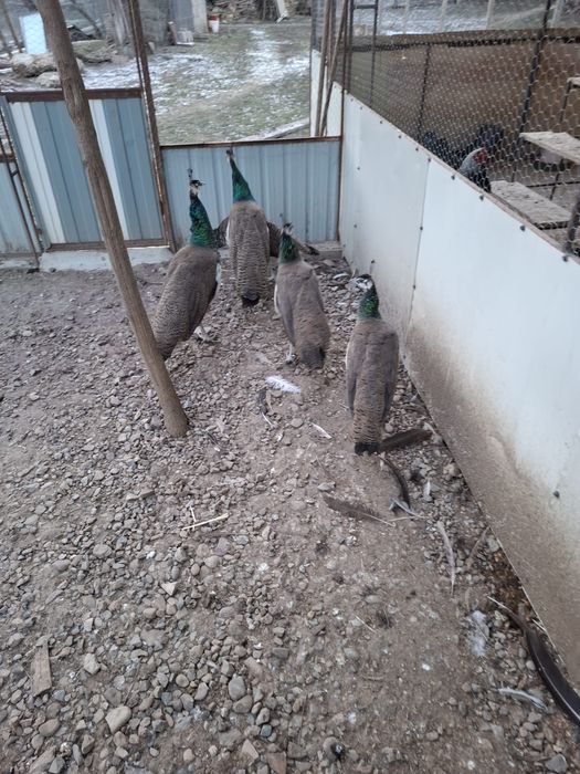 Vînd pui paun standard iulie 2025